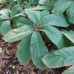 Rodgersia aesculifolia Hoja