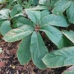 Rodgersia aesculifolia Foglia