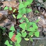 Persicaria perfoliata पत्ता