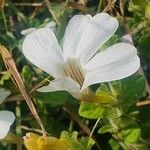 Barleria robertsoniae Flower