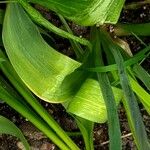 Allium giganteum Leaf