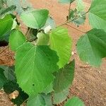 Macaranga hurifolia