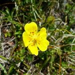 Potentilla grandiflora 花