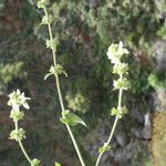 Stachys spinulosa Žiedas