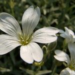 Cerastium biebersteinii Квітка