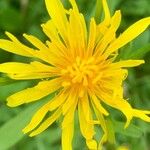 Crepis biennisFloare