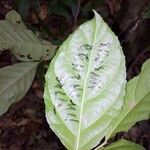 Xylosma benthamii Leaf