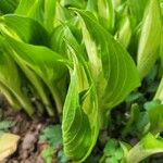 Hosta lancifolia ᱥᱟᱠᱟᱢ