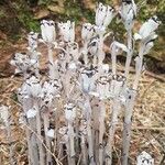 Monotropa uniflora 花