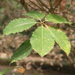 Quercus pontica Blatt