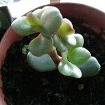 Crassula ovata পাতা