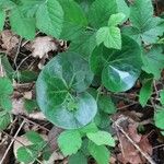 Asarum europaeum Lapas