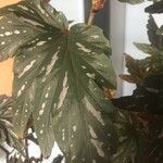 Begonia aconitifolia ᱥᱟᱠᱟᱢ