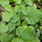 Geum macrophyllum পাতা