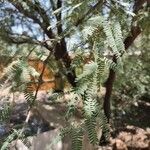 Prosopis velutina Hoja