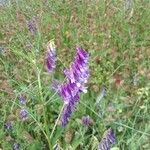 Vicia villosa Цветок