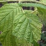 Rubus idaeus Leaf