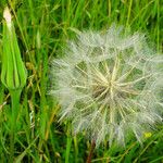 Tragopogon pratensis Plod