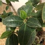 Ficus elastica Folha