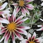 Gazania rigens Кветка