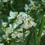 Colletia paradoxa फूल