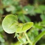 Anthyllis circinnata 果実
