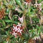 Ixora chinensis Квітка