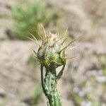 Centaurea solstitialis Fula