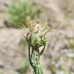 Centaurea solstitialis Fleur