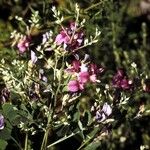 Lespedeza violacea आदत