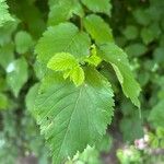 Ulmus laevisLeaf