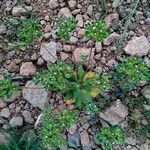 Androsace maxima Likasa