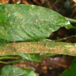 Pycnobotrya nitida Φλοιός