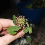 Trifolium spumosum Flower
