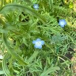 Nemophila menziesii Květ