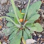Arabidopsis thaliana Fulla