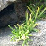 Spergularia rupicola Leaf