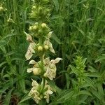 Stachys ocymastrumFlor