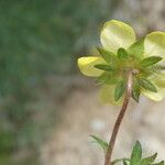 Potentilla puberula Fula