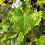 Vitis rotundifolia叶