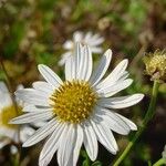 Aster incisus Fleur