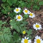 Tanacetum partheniumFleur