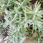 Lavandula latifolia Leaf