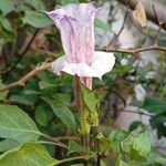 Datura metelFlor