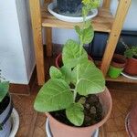 Nicotiana rustica Листок