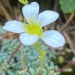 Saxifraga caesia Fula