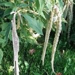 Amaranthus caudatusফুল