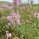 Cleome serrulata Flor