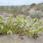 Stachys maritima Habit