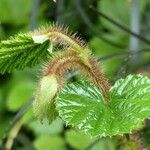 Rubus tricolor Leaf